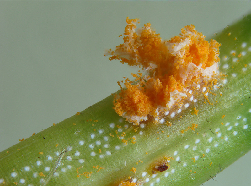 Chrysomixa rhododendri